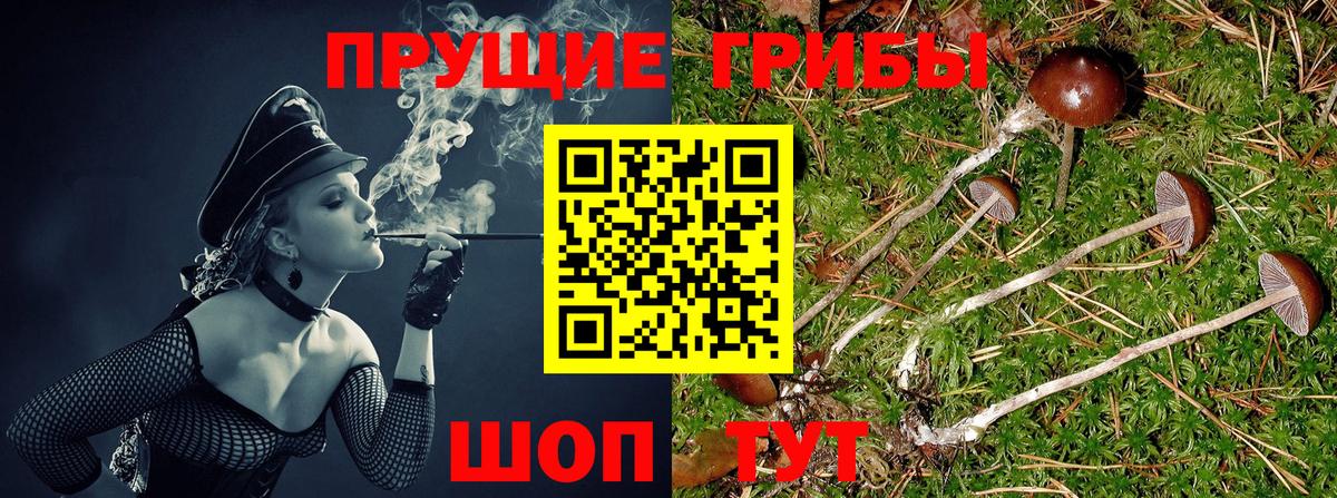Псилоцибиновые грибы Cubensis  Псилоцибиновые грибы прущие грибы  Вход с VPN  даркнет сайт  Кемерово 